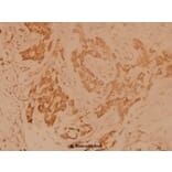 Anti-Ku-70 (R586) Antibody from Bioworld Technology (BS1498) - Antibodies.com
