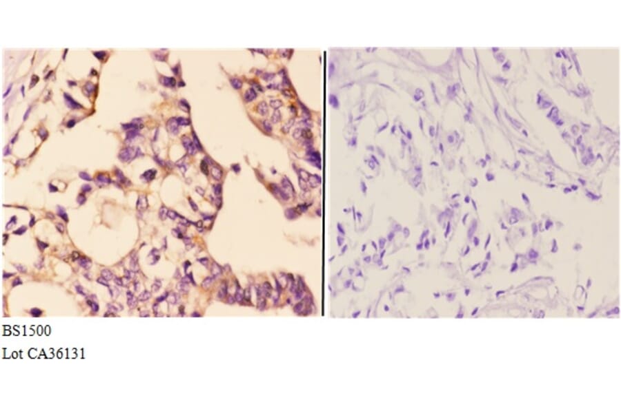 Anti-Actin-α/γ (Q49) Antibody from Bioworld Technology (BS1500) - Antibodies.com