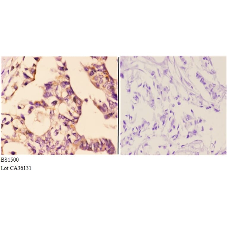 Anti-Actin-α/γ (Q49) Antibody from Bioworld Technology (BS1500) - Antibodies.com
