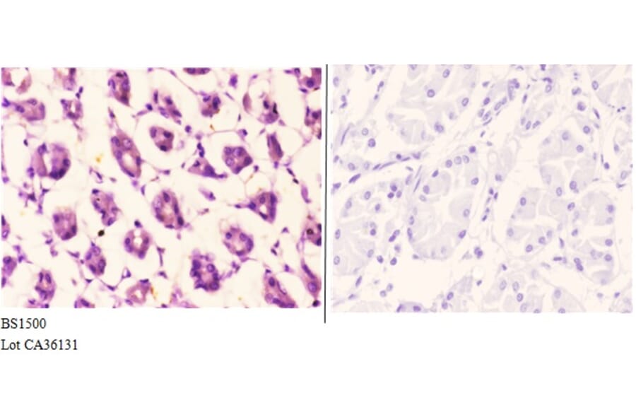 Anti-Actin-α/γ (Q49) Antibody from Bioworld Technology (BS1500) - Antibodies.com