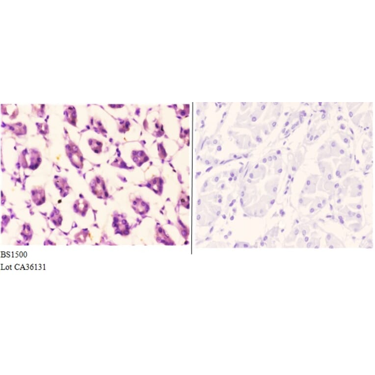 Anti-Actin-α/γ (Q49) Antibody from Bioworld Technology (BS1500) - Antibodies.com