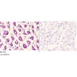 Anti-Actin-α/γ (Q49) Antibody from Bioworld Technology (BS1500) - Antibodies.com