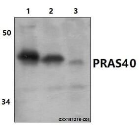 Anti-PRAS40 (P240) Antibody from Bioworld Technology (BS1504) - Antibodies.com