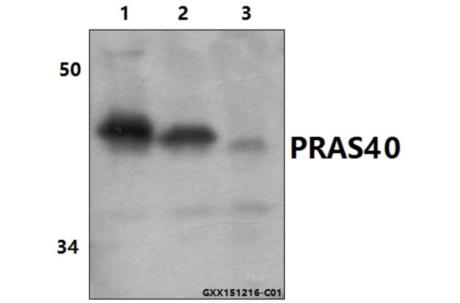 Anti-PRAS40 (P240) Antibody from Bioworld Technology (BS1504) - Antibodies.com