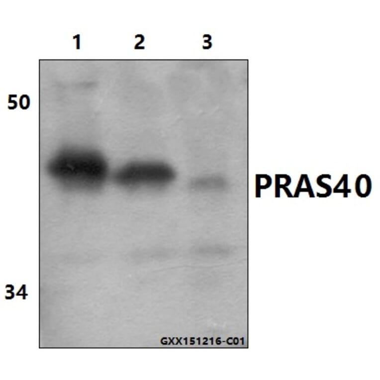 Anti-PRAS40 (P240) Antibody from Bioworld Technology (BS1504) - Antibodies.com