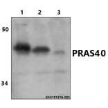 Anti-PRAS40 (P240) Antibody from Bioworld Technology (BS1504) - Antibodies.com