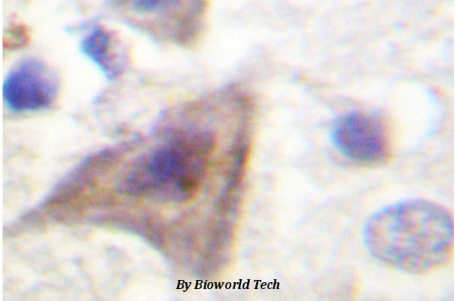 Anti-PRAS40 (P240) Antibody from Bioworld Technology (BS1504) - Antibodies.com