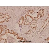 Anti-APC (K2050) Antibody from Bioworld Technology (BS1507) - Antibodies.com