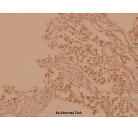 Anti-A-Raf (D297) Antibody from Bioworld Technology (BS1508) - Antibodies.com