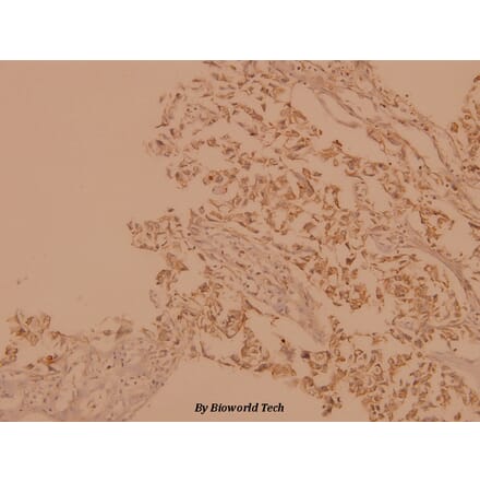 Anti-A-Raf (D297) Antibody from Bioworld Technology (BS1508) - Antibodies.com