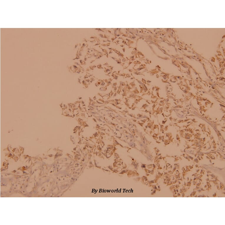 Anti-A-Raf (D297) Antibody from Bioworld Technology (BS1508) - Antibodies.com