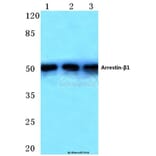 Anti-Arrestin-β-1 (E406) Antibody from Bioworld Technology (BS1509) - Antibodies.com