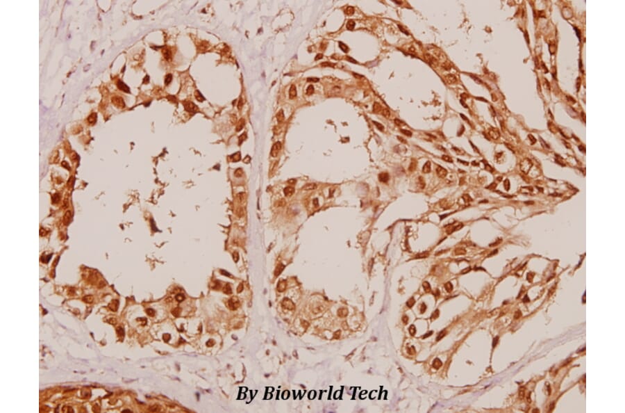 Anti-Arrestin-β-1 (E406) Antibody from Bioworld Technology (BS1509) - Antibodies.com