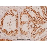 Anti-Arrestin-β-1 (E406) Antibody from Bioworld Technology (BS1509) - Antibodies.com
