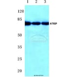 Anti-ATRIP (D64) Antibody from Bioworld Technology (BS1510) - Antibodies.com