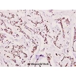 Anti-ATRIP (D64) Antibody from Bioworld Technology (BS1510) - Antibodies.com