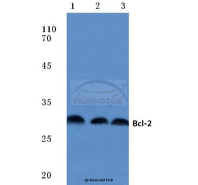 Anti-Bcl-2 (P65) Antibody from Bioworld Technology (BS1511) - Antibodies.com