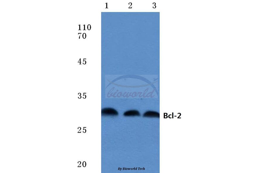 Anti-Bcl-2 (P65) Antibody from Bioworld Technology (BS1511) - Antibodies.com