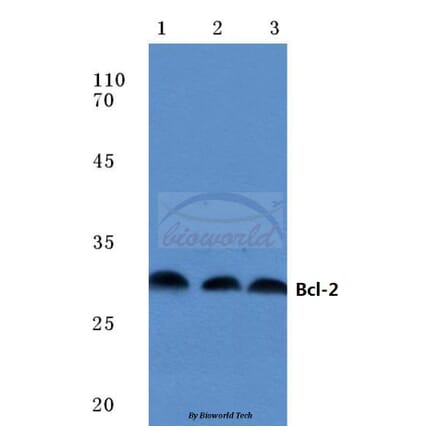 Anti-Bcl-2 (P65) Antibody from Bioworld Technology (BS1511) - Antibodies.com