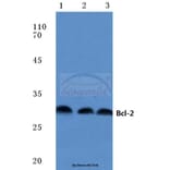 Anti-Bcl-2 (P65) Antibody from Bioworld Technology (BS1511) - Antibodies.com