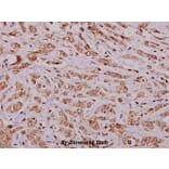 Anti-Bcl-2 (P65) Antibody from Bioworld Technology (BS1511) - Antibodies.com