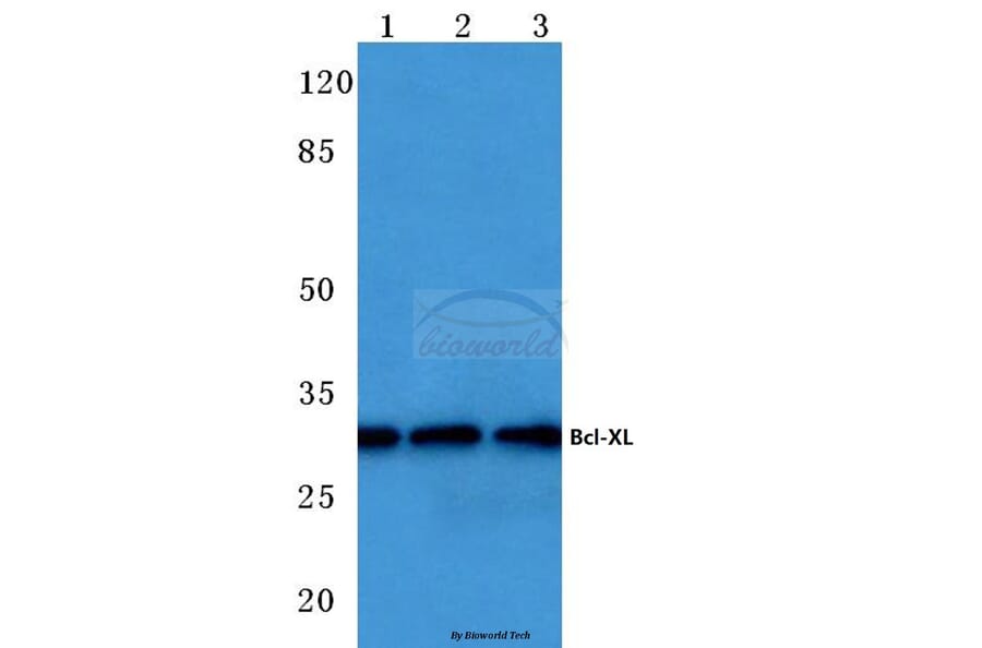 Anti-Bcl-X (S43) Antibody from Bioworld Technology (BS1512) - Antibodies.com