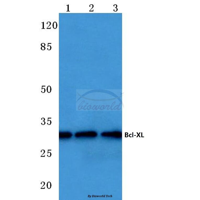 Anti-Bcl-X (S43) Antibody from Bioworld Technology (BS1512) - Antibodies.com