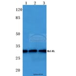 Anti-Bcl-X (S43) Antibody from Bioworld Technology (BS1512) - Antibodies.com