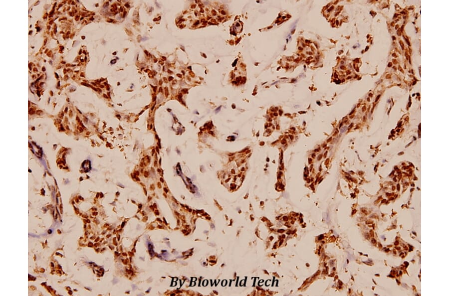 Anti-Bcl-X (S43) Antibody from Bioworld Technology (BS1512) - Antibodies.com