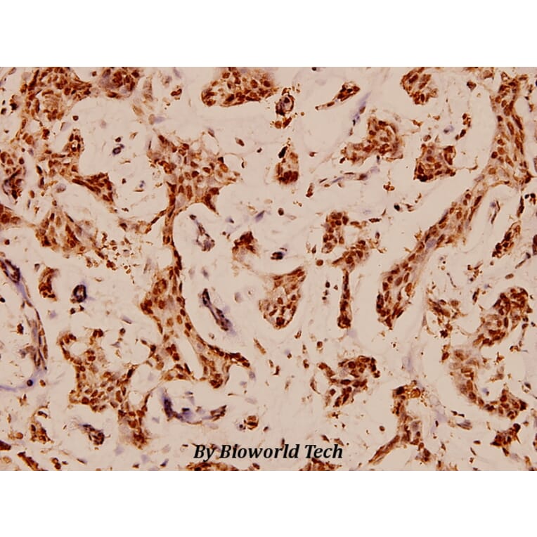 Anti-Bcl-X (S43) Antibody from Bioworld Technology (BS1512) - Antibodies.com
