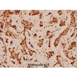 Anti-Bcl-X (S43) Antibody from Bioworld Technology (BS1512) - Antibodies.com