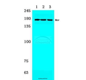 Anti-Bcr (S356) Antibody from Bioworld Technology (BS1513) - Antibodies.com