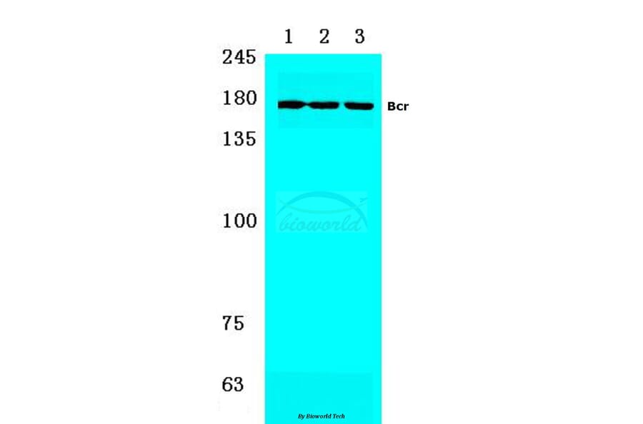 Anti-Bcr (S356) Antibody from Bioworld Technology (BS1513) - Antibodies.com