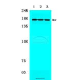 Anti-Bcr (S356) Antibody from Bioworld Technology (BS1513) - Antibodies.com