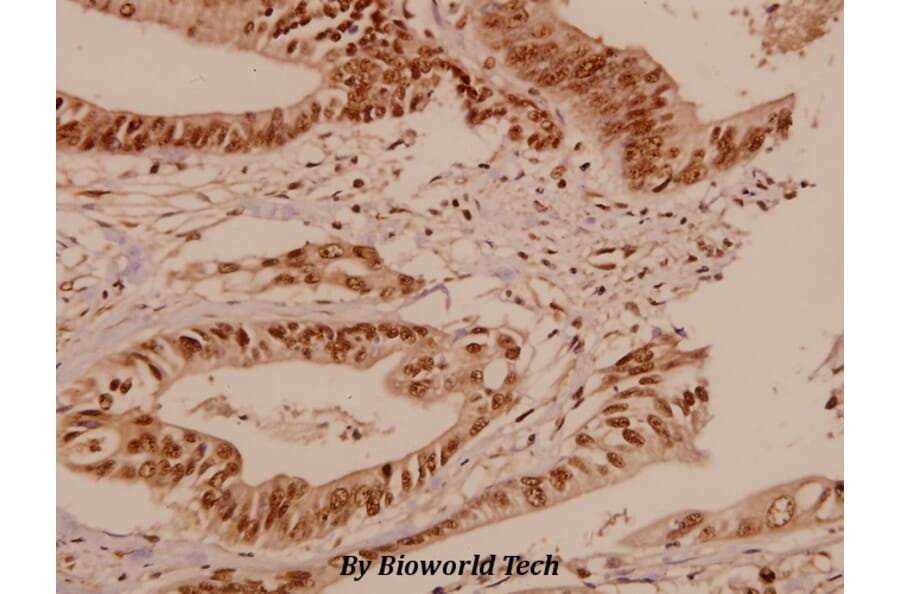 Anti-Bcr (S356) Antibody from Bioworld Technology (BS1513) - Antibodies.com