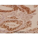 Anti-Bcr (S356) Antibody from Bioworld Technology (BS1513) - Antibodies.com