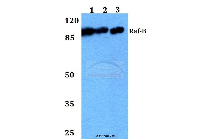 Anti-Raf-B (A597) Antibody from Bioworld Technology (BS1514) - Antibodies.com