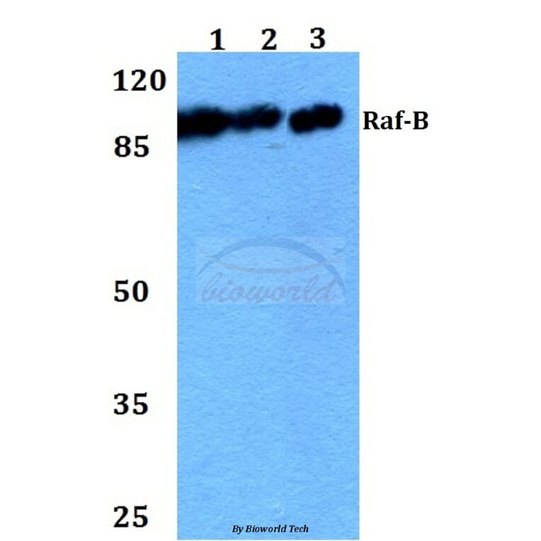 Anti-Raf-B (A597) Antibody from Bioworld Technology (BS1514) - Antibodies.com