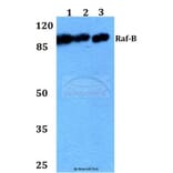 Anti-Raf-B (A597) Antibody from Bioworld Technology (BS1514) - Antibodies.com