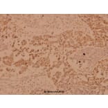 Anti-Raf-B (A597) Antibody from Bioworld Technology (BS1514) - Antibodies.com