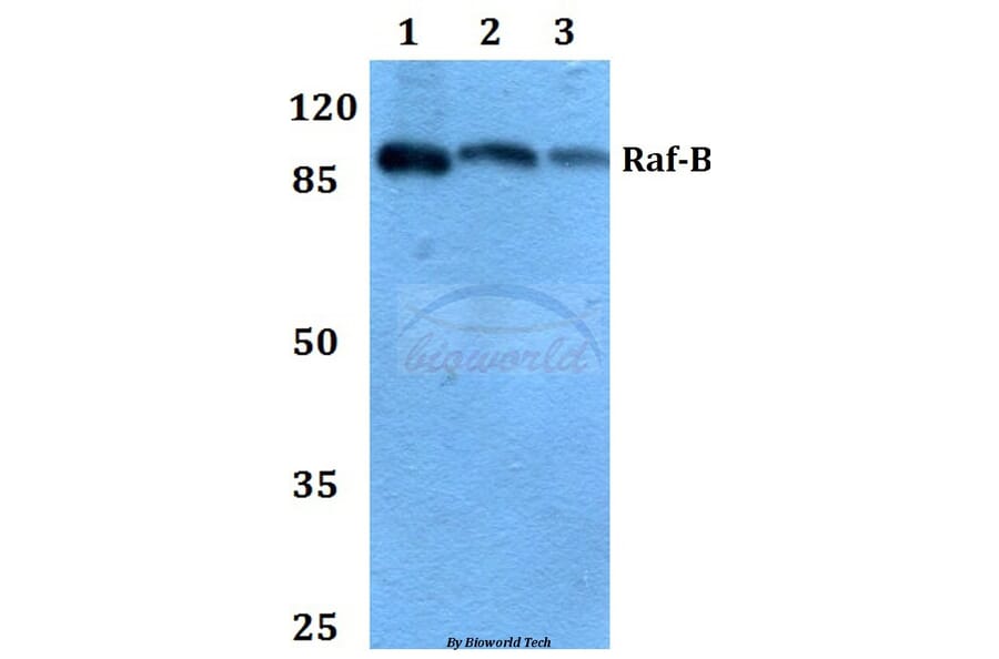 Anti-Raf-B (F594) Antibody from Bioworld Technology (BS1515) - Antibodies.com