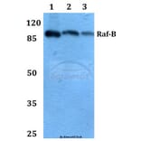 Anti-Raf-B (F594) Antibody from Bioworld Technology (BS1515) - Antibodies.com