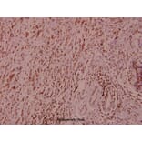 Anti-Raf-B (F594) Antibody from Bioworld Technology (BS1515) - Antibodies.com