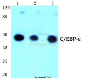Anti-C/EBP-ε (K70) Antibody from Bioworld Technology (BS1516) - Antibodies.com