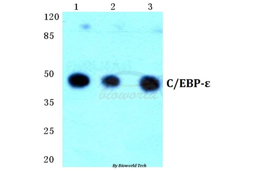 Anti-C/EBP-ε (K70) Antibody from Bioworld Technology (BS1516) - Antibodies.com