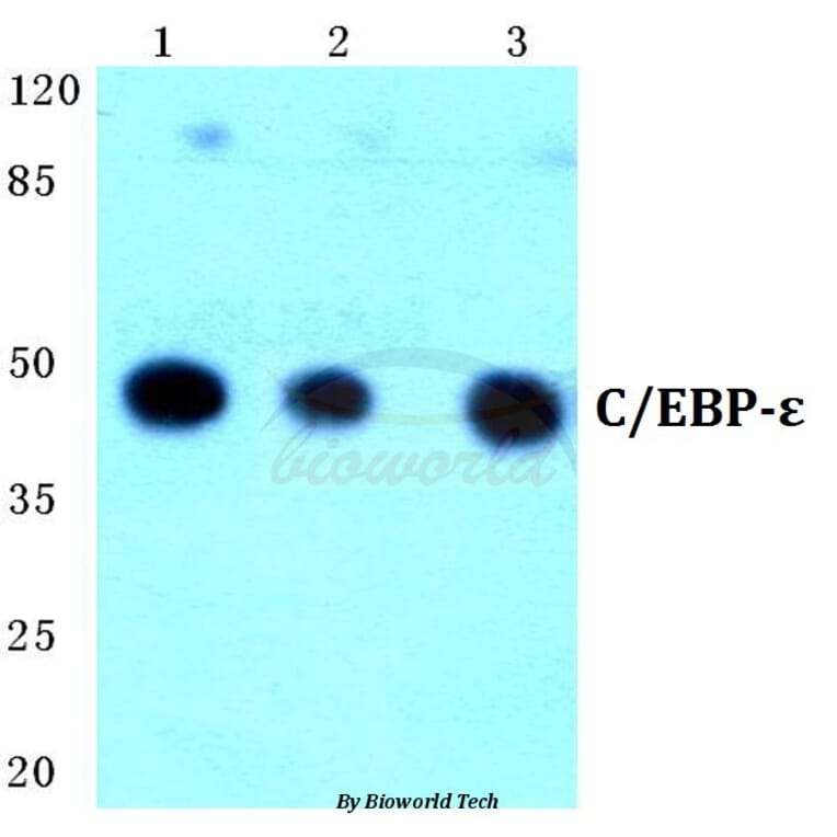 Anti-C/EBP-ε (K70) Antibody from Bioworld Technology (BS1516) - Antibodies.com