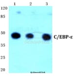 Anti-C/EBP-ε (K70) Antibody from Bioworld Technology (BS1516) - Antibodies.com