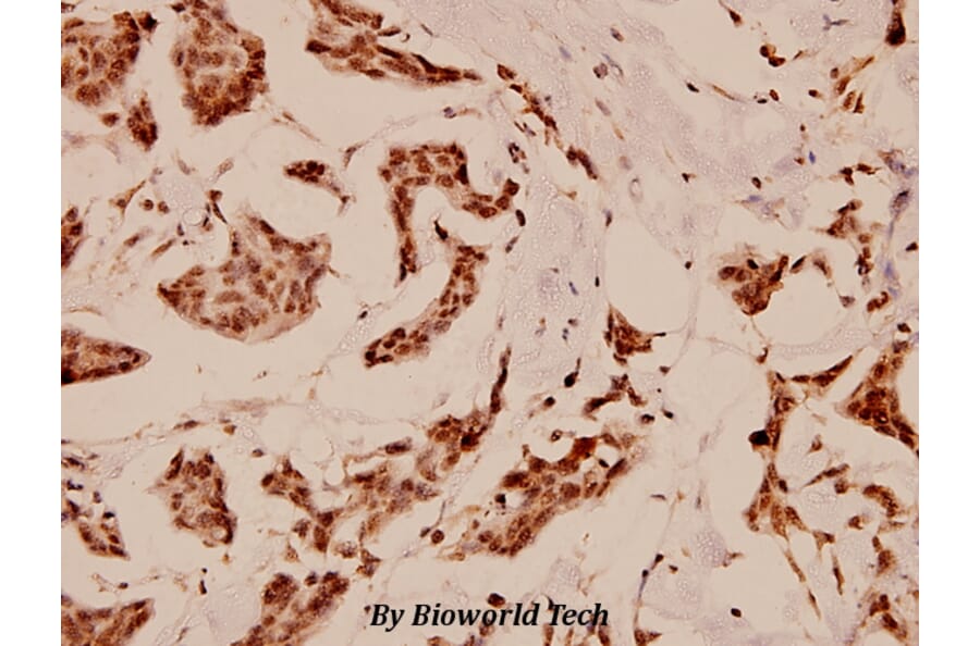 Anti-C/EBP-ε (K70) Antibody from Bioworld Technology (BS1516) - Antibodies.com