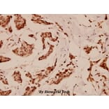 Anti-C/EBP-ε (K70) Antibody from Bioworld Technology (BS1516) - Antibodies.com