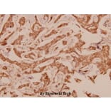 Anti-CaMKIV (V192) Antibody from Bioworld Technology (BS1517) - Antibodies.com